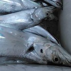 焼津沖　太刀魚釣れてます